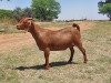 LOT 39 1x KALAHARI RED FLOCK OOI/EWE KAULANI RANCH