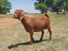 LOT 39 1x KALAHARI RED FLOCK OOI/EWE KAULANI RANCH - 2