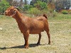 LOT 39 1x KALAHARI RED FLOCK OOI/EWE KAULANI RANCH - 3