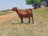 LOT 39 1x KALAHARI RED FLOCK OOI/EWE KAULANI RANCH - 4