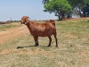 LOT 39 1x KALAHARI RED FLOCK OOI/EWE KAULANI RANCH - 5