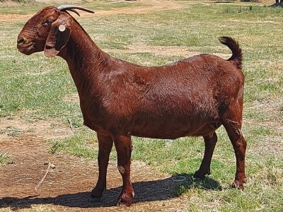 LOT 40 1x KALAHARI RED STUD OOI/EWE KAULANI RANCH