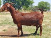 LOT 40 1x KALAHARI RED STUD OOI/EWE KAULANI RANCH - 2