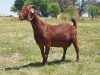 LOT 40 1x KALAHARI RED STUD OOI/EWE KAULANI RANCH - 3