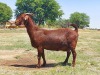 LOT 40 1x KALAHARI RED STUD OOI/EWE KAULANI RANCH - 4