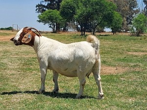 LOT 49 1x BOER GOAT STUD OOI/EWE KAULANI RANCH