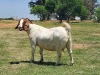 LOT 49 1x BOER GOAT STUD OOI/EWE KAULANI RANCH - 2