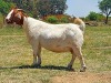 LOT 49 1x BOER GOAT STUD OOI/EWE KAULANI RANCH - 3