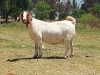 LOT 49 1x BOER GOAT STUD OOI/EWE KAULANI RANCH - 4