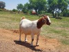 LOT 49 1x BOER GOAT STUD OOI/EWE KAULANI RANCH - 5