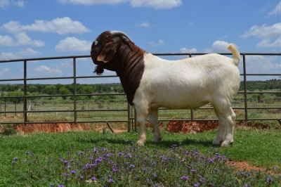 LOT 10 1x BOER GOAT FLOCK RAM DOME AFRICA BOERGOAT STUD