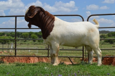 LOT 33 1x BOER GOAT RAM DOME AFRICA BOERGOAT STUD