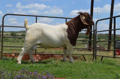 WITHDRAW - LOT 11 1x BOER GOAT RAM DOME AFRICA BOERGOAT STUD