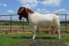 LOT 23 1x BOER GOAT FLOCK RAM DOME AFRICA BOERGOAT STUD