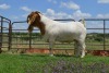 LOT 24 1x BOER GOAT FLOCK RAM DOME AFRICA BOERGOAT STUD