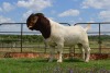 LOT 34 1x BOER GOAT RAM DOME AFRICA BOERGOAT STUD