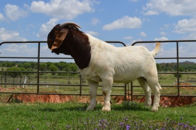 LOT 34 1x BOER GOAT RAM DOME AFRICA BOERGOAT STUD