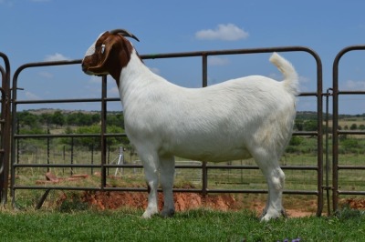 LOT 43 1x BOER GOAT FLOCK OOI/EWE DOME AFRICA BOERGOAT STUD