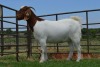 LOT 45 1x BOER GOAT FLOCK OOI/EWE DOME AFRICA BOERGOAT STUD