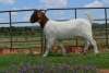 LOT 44 1x BOER GOAT FLOCK OOI/EWE DOME AFRICA BOERGOAT STUD