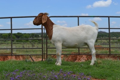 LOT 50 1x BOER GOAT FLOCK OOI/EWE DOME AFRICA BOERGOAT STUD