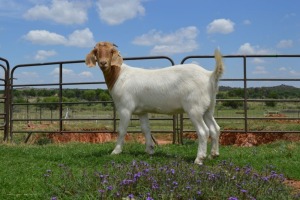 LOT 51 1x BOER GOAT FLOCK OOI/EWE DOME AFRICA BOERGOAT STUD