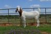 LOT 52 1x BOER GOAT FLOCK OOI/EWE DOME AFRICA BOERGOAT STUD