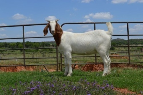 LOT 52 1x BOER GOAT FLOCK OOI/EWE DOME AFRICA BOERGOAT STUD