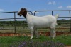 WITHDRAW - LOT 55 1x BOER GOAT OOI/EWE DOME AFRICA BOERGOAT STUD