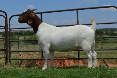 WITHDRAW - LOT 56 1x BOER GOAT OOI/EWE DOME AFRICA BOERGOAT STUD