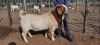 WITHDRAW - LOT 8 1x BOER GOAT RAM BLACKHEATH BBS