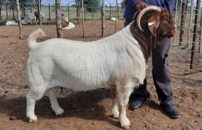 WITHDRAW - LOT 9 1x BOER GOAT RAM BLACKHEATH BBS