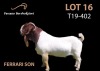 WITHDRAW - LOT 16 1x BOER GOAT RAM PASSANO BOERBOKSTOET