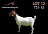 LOT 42 1x BOER GOAT FLOCK OOI/EWE PASSANO BOERBOKSTOET