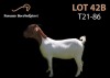 LOT 42B 1x BOER GOAT FLOCK OOI/EWE PASSANO BOERBOKSTOET