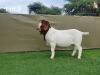 LOT 3 1x BOER GOAT FLOCK RAM BOOYSEN BOERDERY