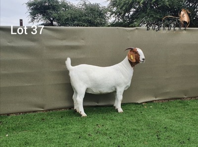 LOT 37 1x BOER GOAT STUD OOI/EWE BOOYSEN BOERDERY