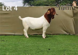 WITHDRAW - LOT 4 1x BOER GOAT RAM BOOYSEN BOERDERY