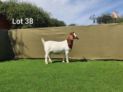 LOT 38 1x BOER GOAT FLOCK OOI/EWE BOOYSEN BOERDERY