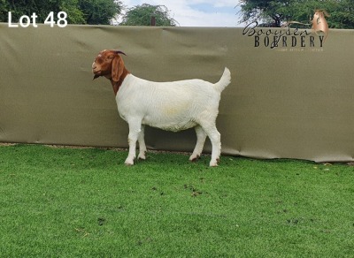 LOT 48 1x BOER GOAT STUD OOI/EWE BOOYSEN BOERDERY