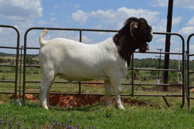 WITHDRAW - LOT 34B 1x BOER GOAT RAM DOME AFRICA BOERGOAT STUD