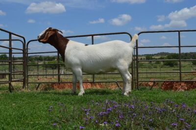 LOT 56B 1x BOER GOAT FLOCK OOI/EWE DOME AFRICA BOERGOAT STUD