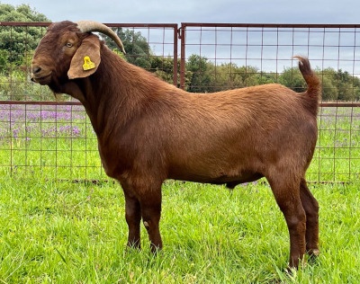 LOT 1 1X KALAHARI RED FLOCK RAM MARIKWA KALAHARI REDS