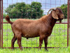 LOT 2 1X KALAHARI RED STUD RAM MARIKWA KALAHARI REDS