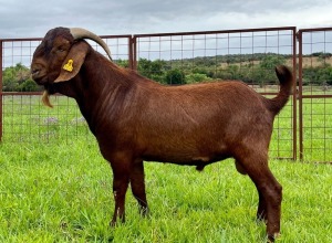 LOT 19 1X KALAHARI RED FLOCK RAM MARIKWA KALAHARI REDS