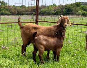 LOT 35 1+1X KALAHARI RED FLOCK OOI/EWE MARIKWA KALAHARI REDS