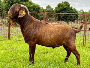 LOT 20 1X KALAHARI RED FLOCK RAM MARIKWA KALAHARI REDS