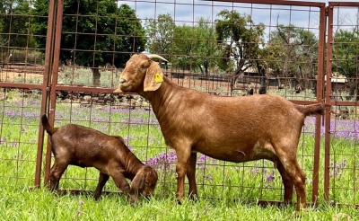 LOT 36 1+1X KALAHARI RED FLOCK OOI/EWE MARIKWA KALAHARI REDS