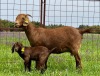 LOT 47 1+1X KALAHARI RED FLOCK OOI/EWE MARIKWA KALAHARI REDS