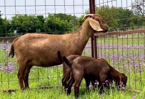 LOT 53 1+2X KALAHARI RED FLOCK OOI/EWE MARIKWA KALAHARI REDS